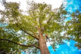 Best Seasonal Cleanup  in USA